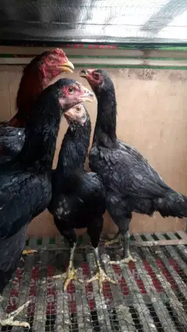 Ayam bangkok 4 ekor