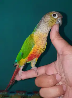 Burung conure jinak total mantan ff