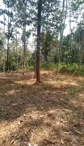 Di JUAL KEBUN DURIANLOKASI NGIJO GUNUNGPATI 