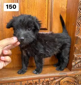 Anjing mini mix peking