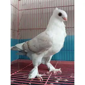 Burung merpati bluenet santinet Burung hias Turki