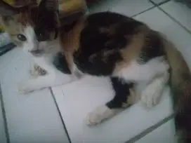 Adopt 2 kittens betina