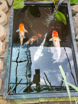 4 ekor ikan koi 50cm