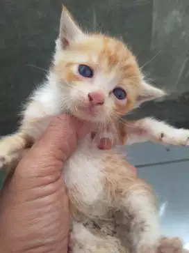 Kitten anggora mixdom