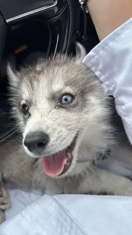 husky umur 2 bulan