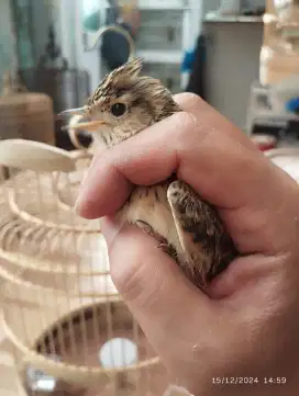 SKY LARK EURASIA MULUS SANMA JANTAN SUDAH SANGAT RAJIN BUNYI