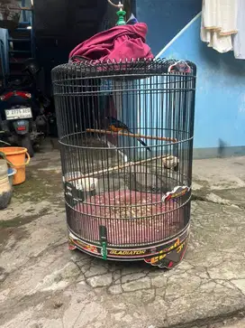 burung murai batu gacor fullset kk ebod