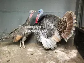 Ayam kalkun blue red sepasang