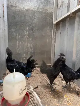 AYAM CEMANI USIA TETAS ANAKAN REMAJA DEWASA JANTAN JAGO BABON INDUKAN