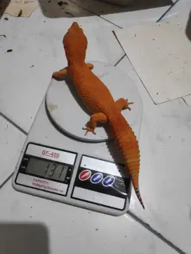 Gecko shtctb pedaass & Bongsor