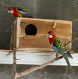 BURUNG GREEN EASTERN ROSELA ROSELLA SATUAN SEPASANG BOLEH