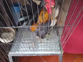 Sepasang ayam Kate + kandang besi sehat dan lucu cocok utk hias