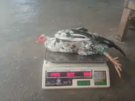 AYAM KAMPUNG UKURAN 1.4KG