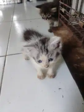 Kitten. 2 bulan cari mama