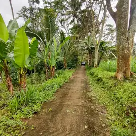 Kebun Kopi Ngadirejo Tumpang Malang