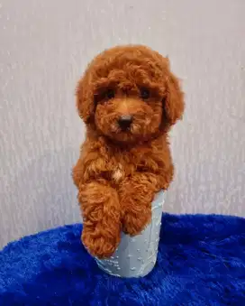 TOP quality toy poodle stambun