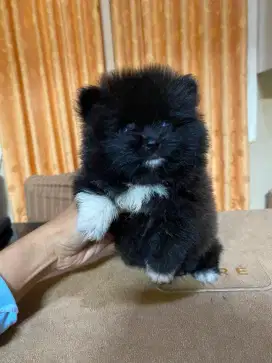 Jual minipom puppy