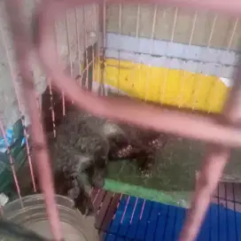 Musang pandan betino 2bulan jinak