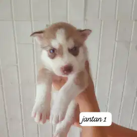 SIBERIAN HUSKY PUPPY