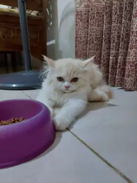 Kitten (Anak Kucing) Persia Oren Putih Betina Umur 7 Bulan 19 Hari