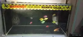 Aquarium untuk ikan