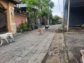 TANAH LOKASI SEDAP MALAM DENPASAR TIMUR