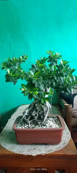 Jual tanaman hias bonsai beringin elegan