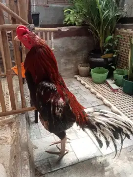 Ayam Bangkok lok jakpus