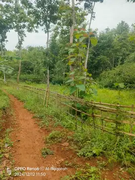 TANAH MURAH DI JUAL PEKAJA KALIBAGOR PURWOKERTO