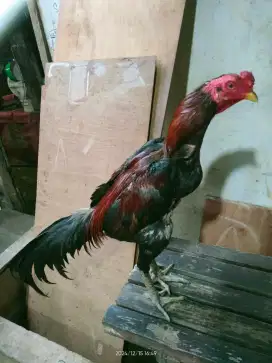 Ayam Bnagkok Ukuran 4.5 siap Adu