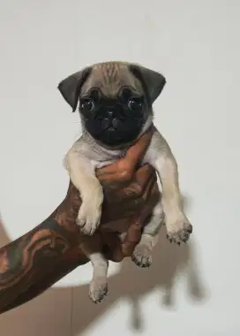 anak anjing pug jantan