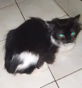 Kucing Persia kaki pendek