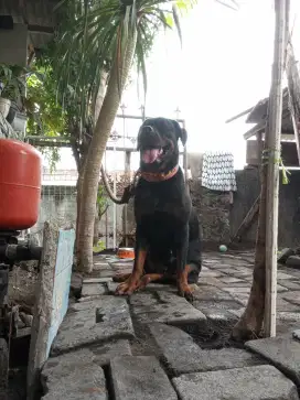 Anjing Rottweiler betina