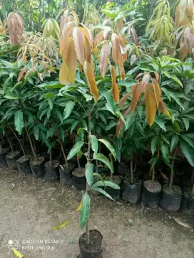 Jual pohon mangga harum manis.  Cepet berbuah