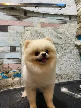 Pomeranian minipom male microchip