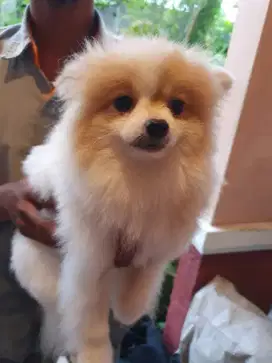 Anjing mini pom
