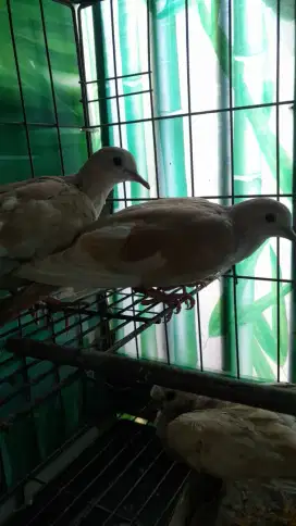 Jual 2 ekor Burung Puter Pelung