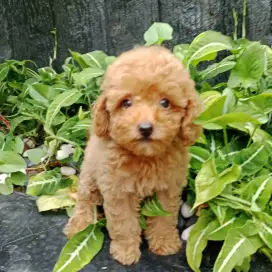 Red toy poodle betina