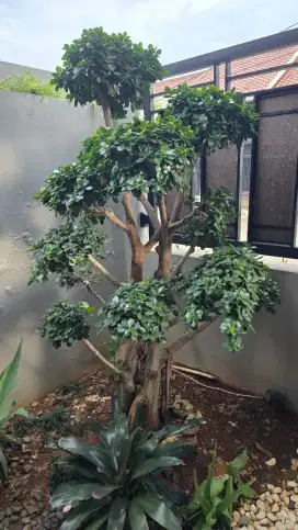 Pohon Bonsai Beringin Korea Tinggi 180cm Kondisi Terawat dan Bisa COD