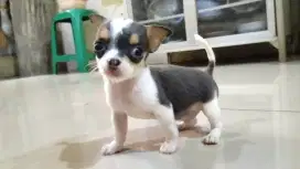 Chihuahua super tiny