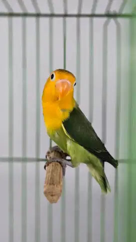 Ready lovebird yellow face