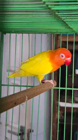 Ready lovebird biola Lutino MM