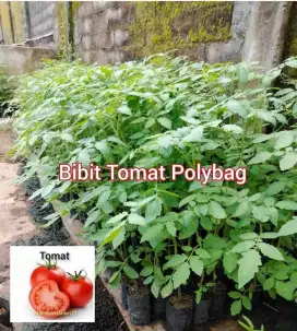 Bibit Tomat Berbagai Ukuran