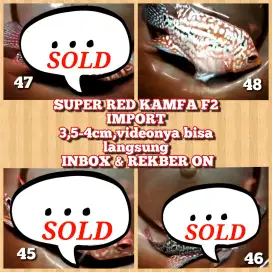 Jual Lohan super red kamfa F2 import -+4cm,150 ribu/ekor,Tangerang