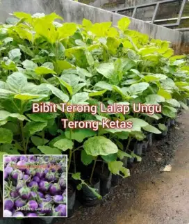 Bibit Terong Ketas Berbagai Ukuran