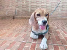 Beagle betina kualitas bagus