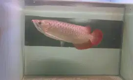 Arowana superred 40 cm