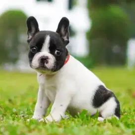 Jual French bulldog jantan