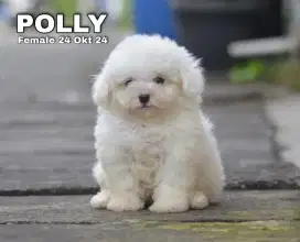 Poodle putih betina