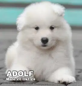 Samoyed kualitas bagus